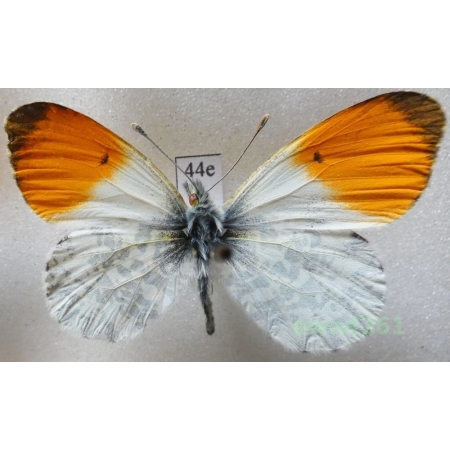 Anthocharis cardamines (Linnaeus, 1758) male Poland44e
